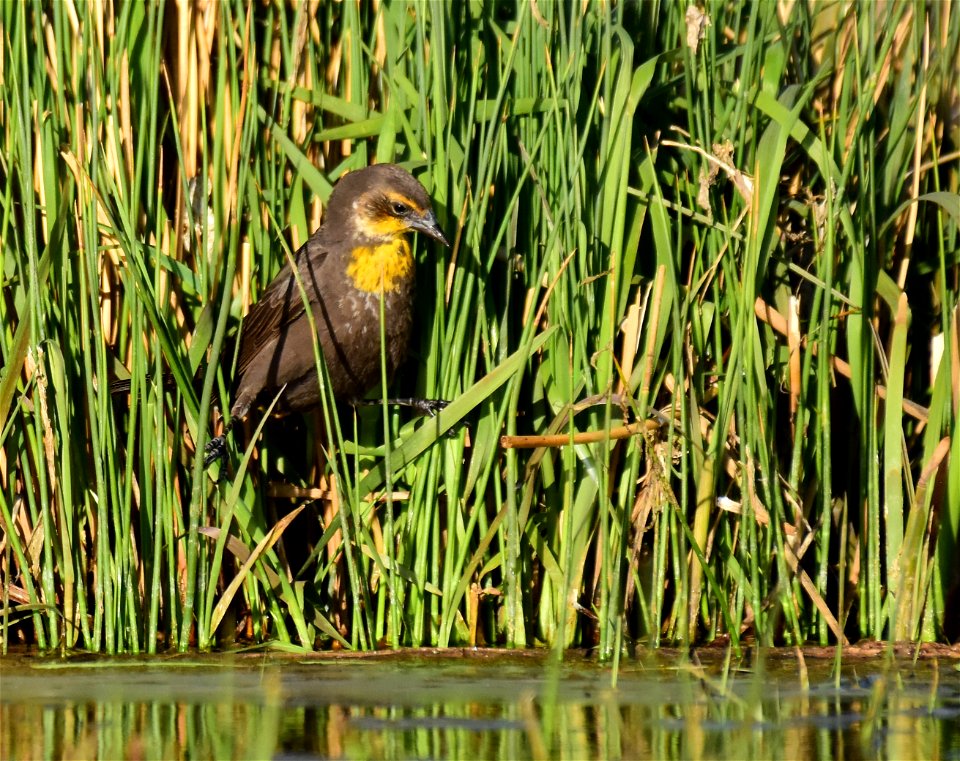 Yellow headed blackbird at Seedskadee National Wildlife Refuge