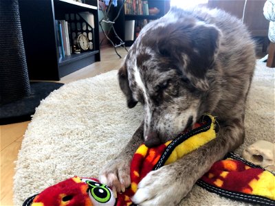 Ripping the Squeaker