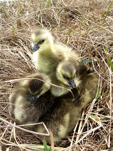 Cackler goslings photo
