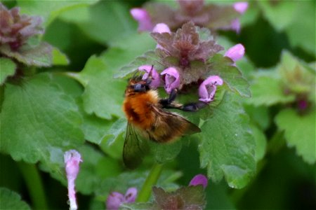 Carder Bee? photo