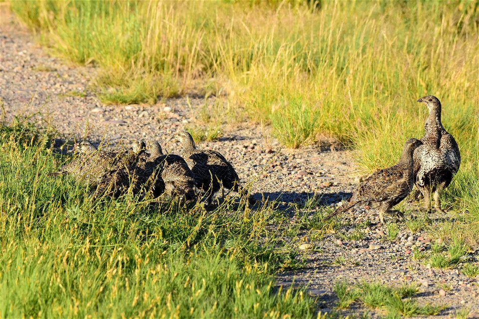 Greater sage-grouse at Seedskadee National Wildlife Refuge