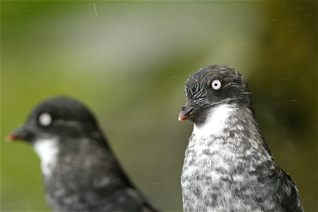 Least auklets