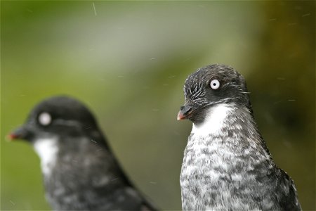 Least auklets photo