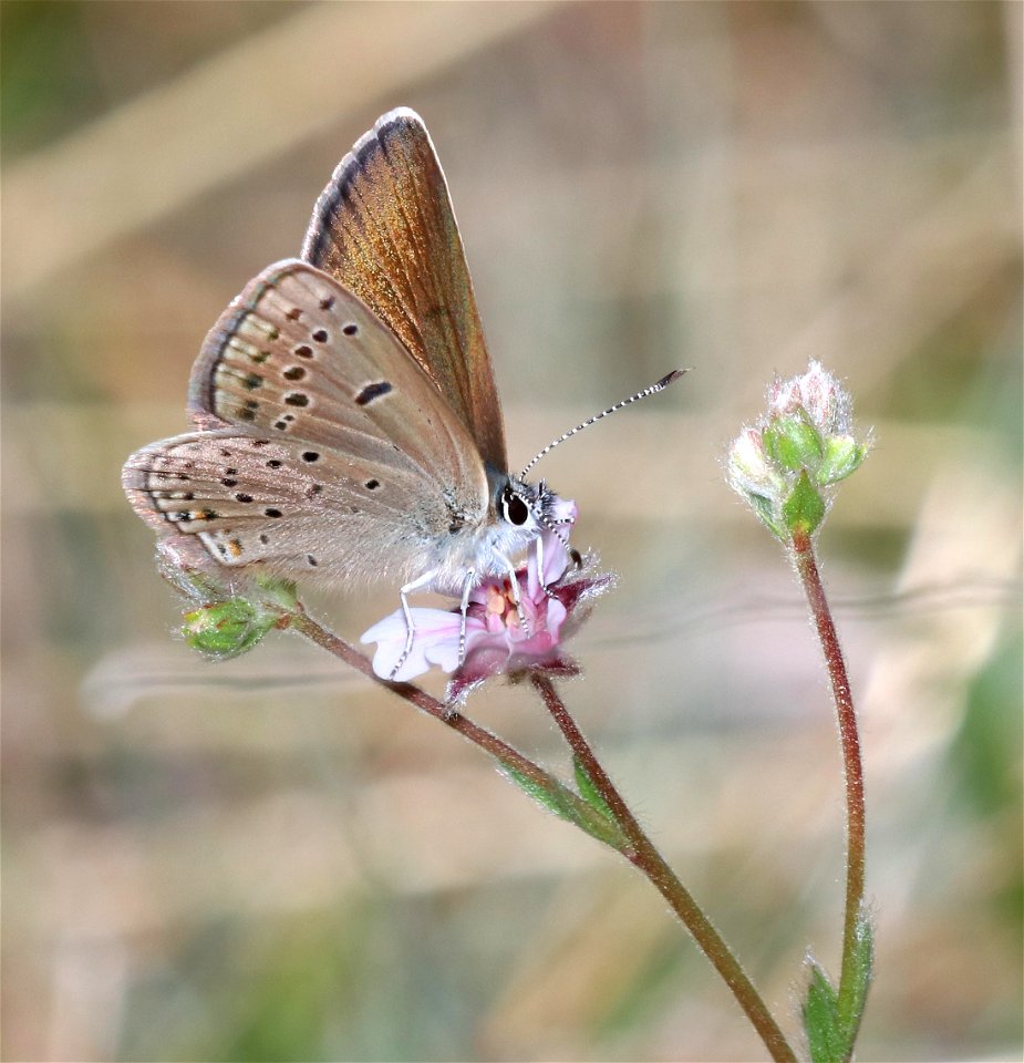 BLUE, GREENISH (Plebejus saepiolus) (6-1-2021) low divide road, del norte co, ca -01