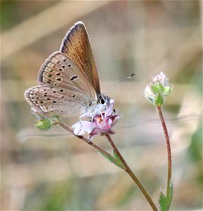BLUE, GREENISH (Plebejus saepiolus) (6-1-2021) low divide road, del norte co, ca -01