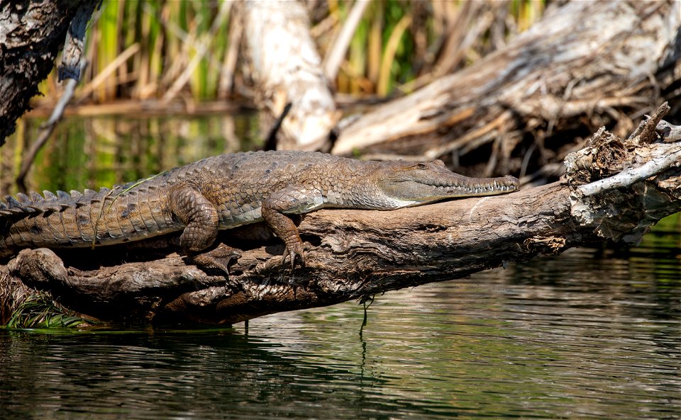 Freshwater crocodiles at Ord River