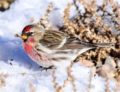 Common redpoll at Seedskadee National Wildlife Refuge