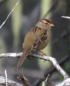 697 - WHITE-CROWNED SPARROW (09-24-2022) south tolowa dunes state park, del norte co, ca -03