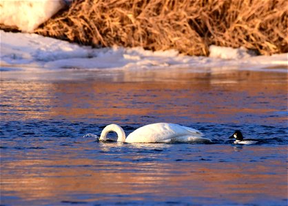 Trumpeter swans at Seedskadee National Wildlife Refuge photo