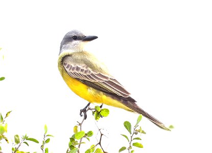 603 - COUCH'S KINGBIRD (12-08-2021) san benito wtp, cameron co, tx -01