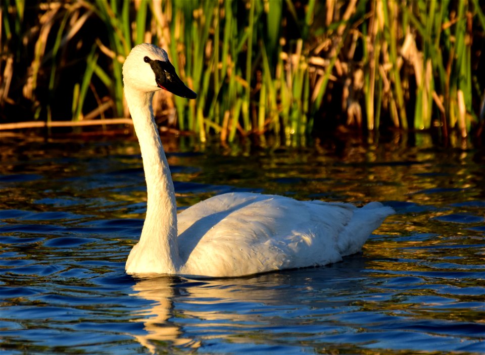 Trumpeter swan at Seedskadee National Wildlife Refuge photo