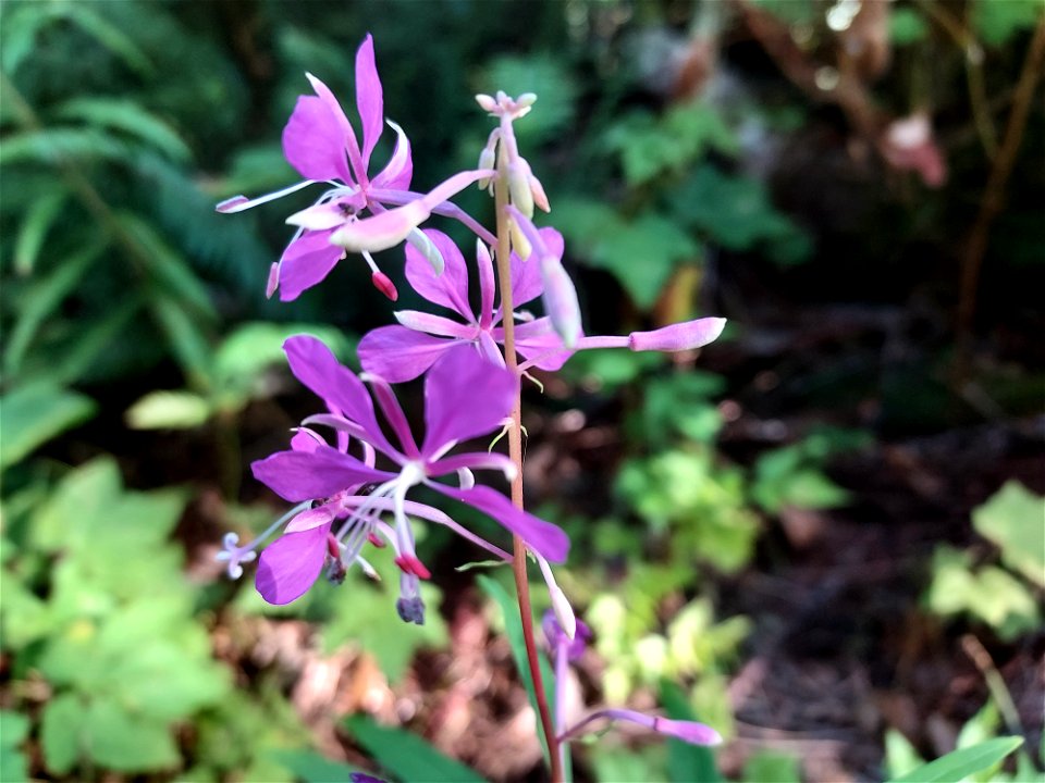 Fireweed, Mt. Baker-Snoqualmie National Forest. Photo by Anne Vassar Aug. 10, 2021.