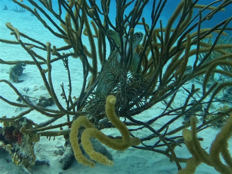 Turtle napping in soft coral Bonaire