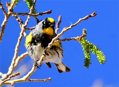 Yellow-rumped warbler at Seedskadee National Wildlife Refuge photo