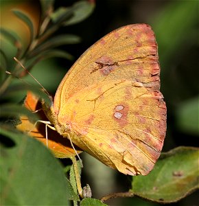 SULPHUR, ORANGE-BARRED (Phoebis philea) (1-14-2022) national butterfly center, mission, hidalgo co, tx -01