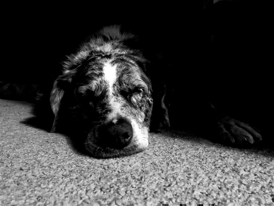 What Dogs Dream Of