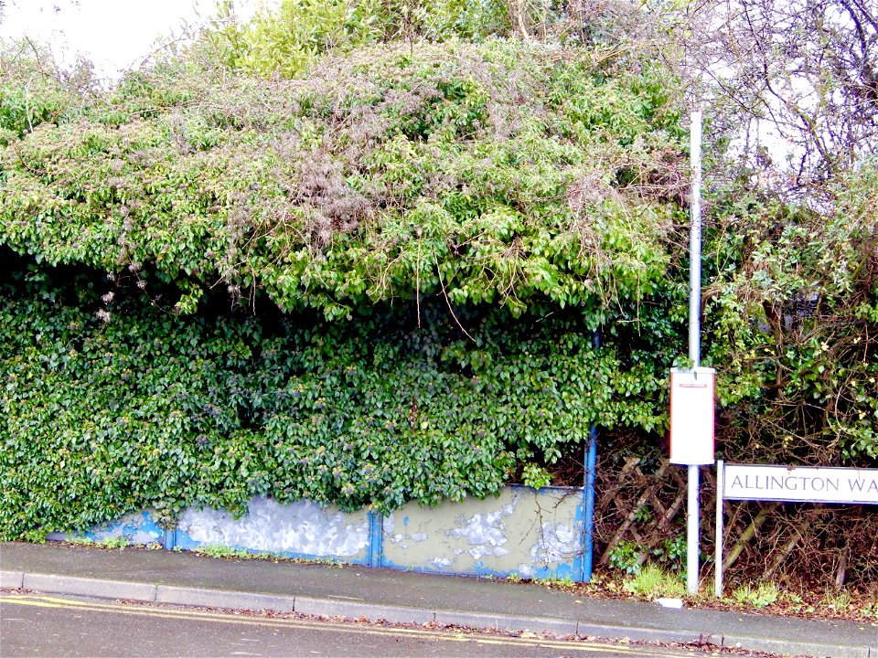 The Overgrown Omnibus Shelter! Allington Way Maidstone Kent