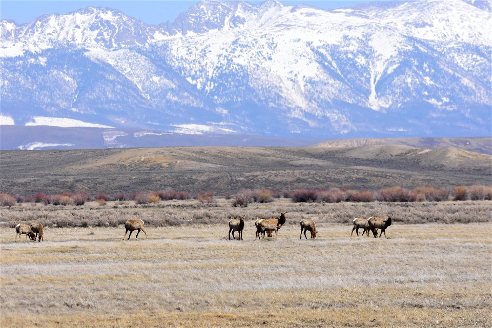 Elk on Arapaho National Wildlife Refuge Colorado