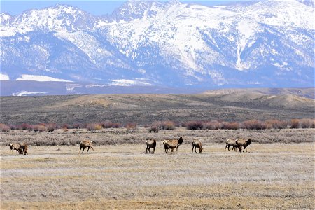 Elk on Arapaho National Wildlife Refuge Colorado