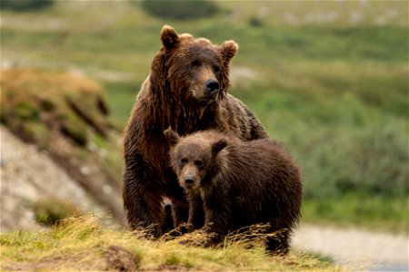 Sow with cub - NPS/Lian Law photo