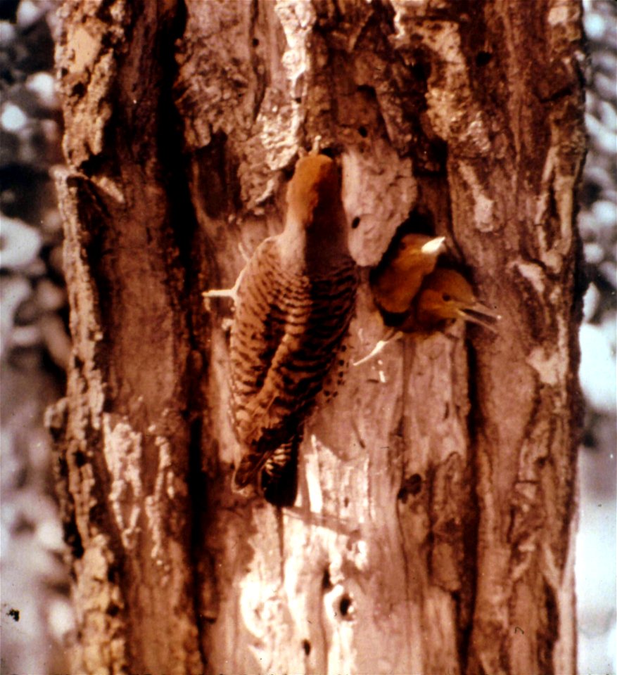 281511 Red-Shafted Flicker with Young, Fremont NF photo