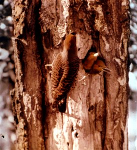 281511 Red-Shafted Flicker with Young, Fremont NF photo