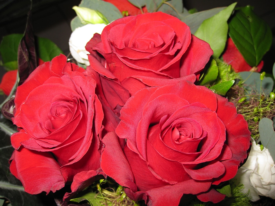 Flower red roses love