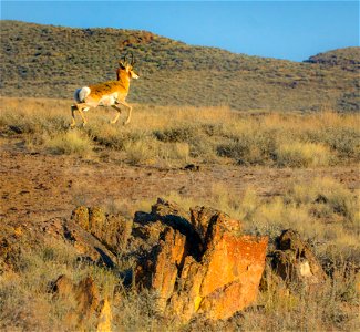 Pronghorn photo