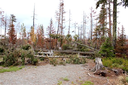 Peninsula Campground after Lionshead Fire on Mt. Hood National Forest photo