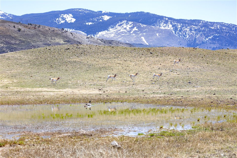 Pronghorn and mallards near norther boundary
