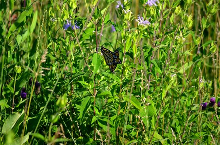 Mating monarchs