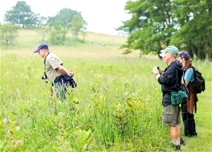 Butterfly Count photo