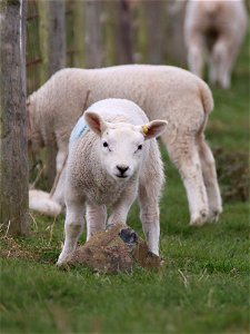 Nosey Lamb photo