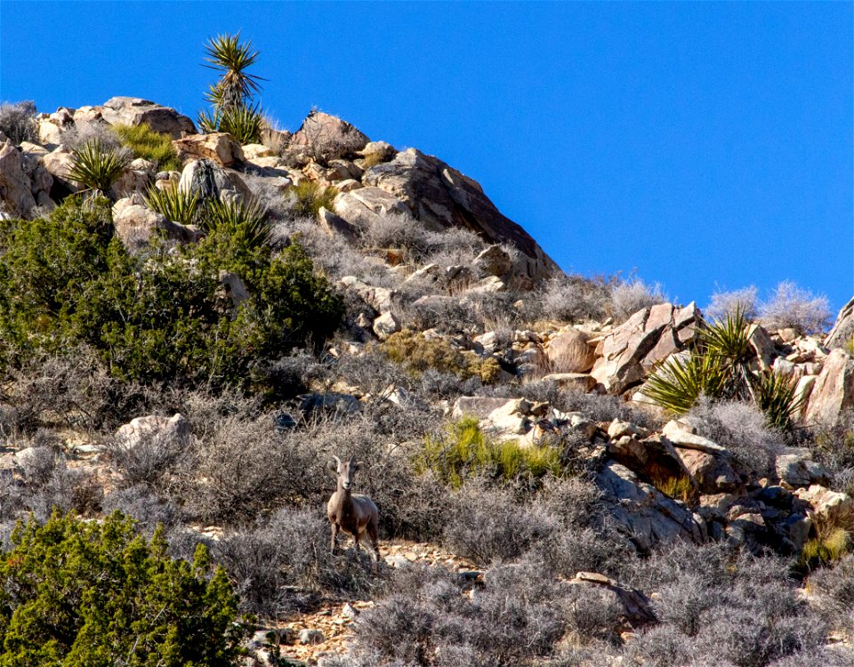 Desert Bighorn Sheep (Ovis candensis nelsoni)