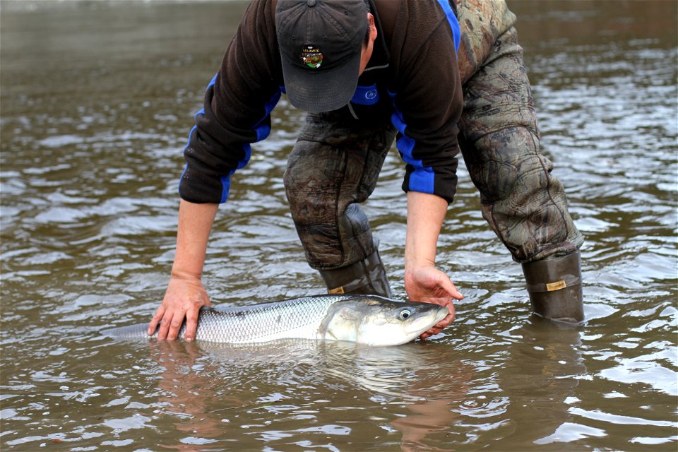 Selawik River sheefish