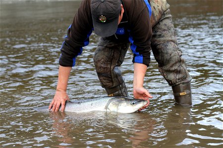 Selawik River sheefish photo