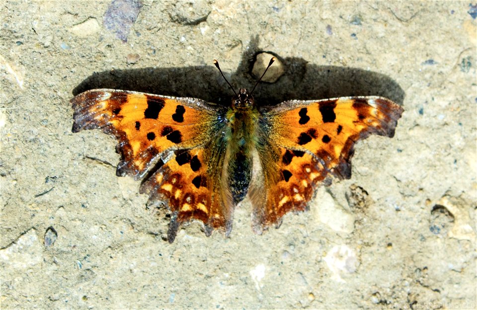 District Line Butterfly. Not sure which species. Looks like District Line Moquette.