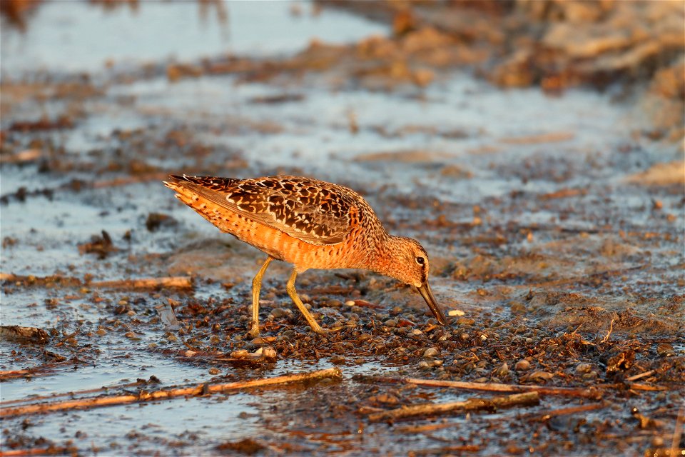 Long-billed Dowitcher Huron Wetland Management District photo