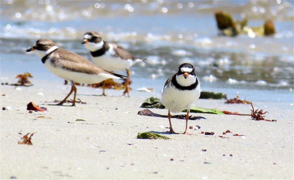Semipalmated Plover