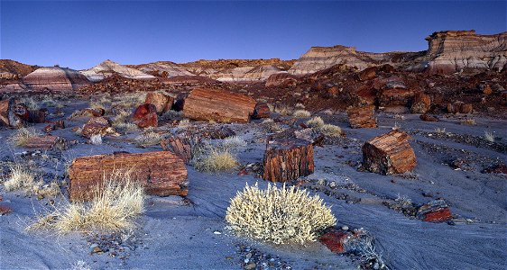 Jasper Forest petrified wood at twilight, NPS-Andrew V Kearns