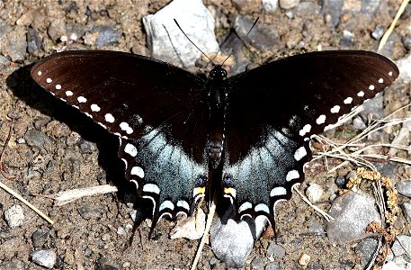 SWALLOWTAIL, SPICEBUSH (Papilio troilus) (05-05-2023) cades cove, great smoky mt nat park, blount co, tn -01 photo