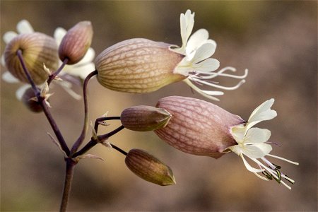 Silene vulgaris