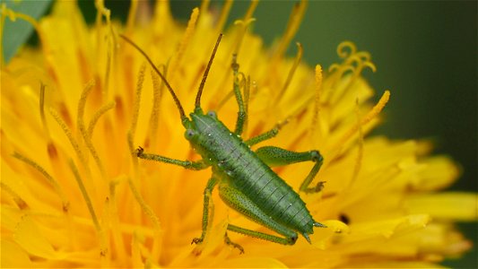 Tettigonia sp., Nymphe auf Löwenzahn