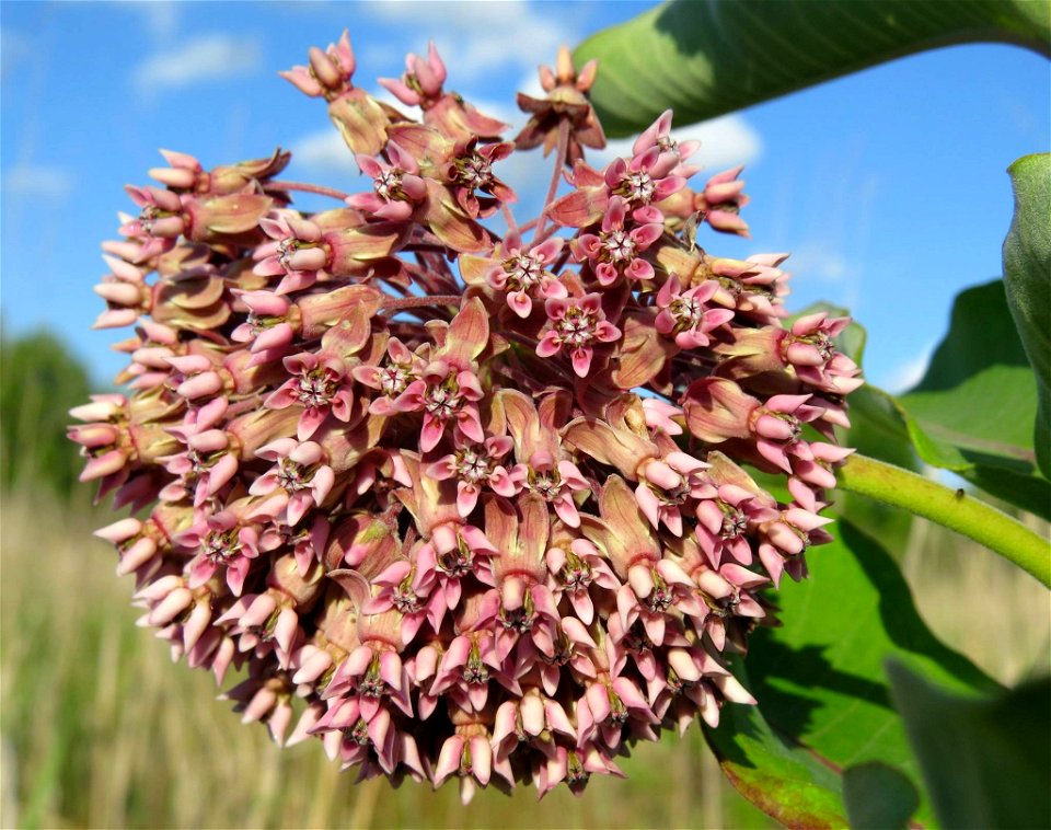 Blooming Common Milkweed