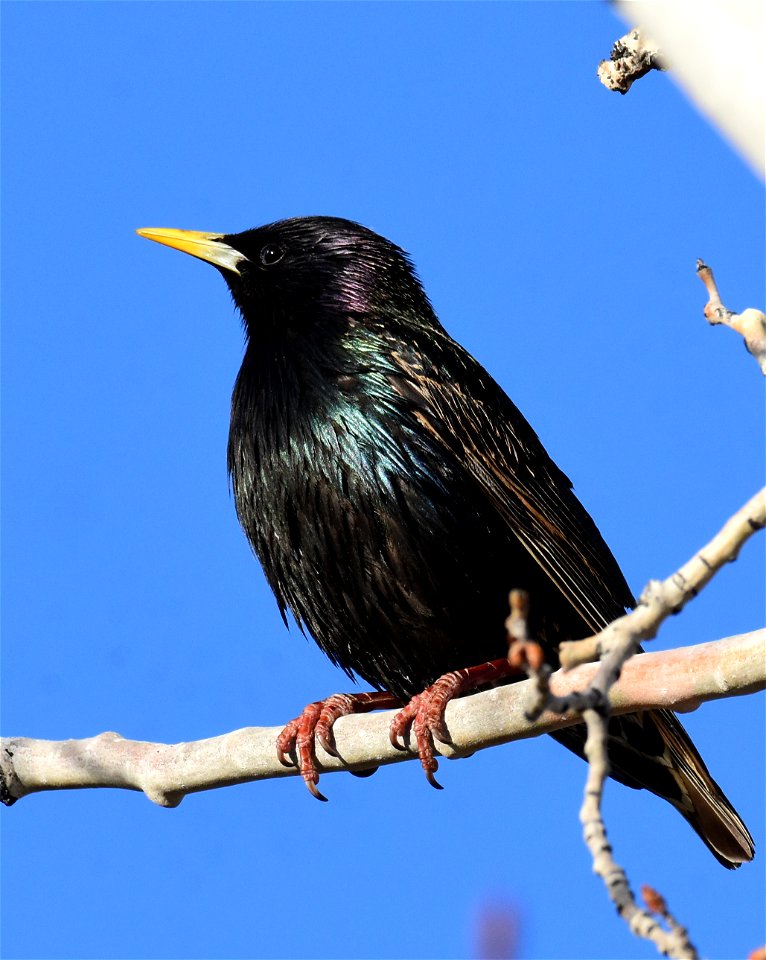European starling at Seedskadee National Wildlife Refuge