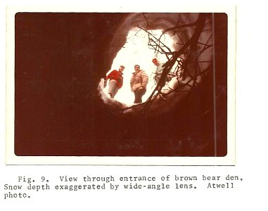 (1974) Brown Bear Den photo
