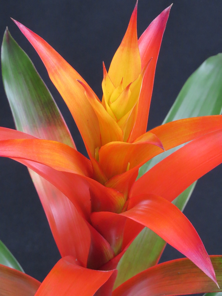 Bloom bromeliaceae ornamental plant