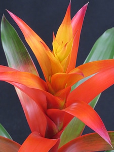 Bloom bromeliaceae ornamental plant