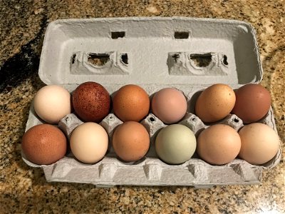 Fresh Eggs photo