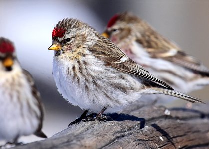 Common redpoll at Seedskadee National Wildlife Refuge